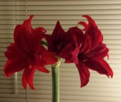 Amaryllis Jumbo Potted Kit - Double Delicious